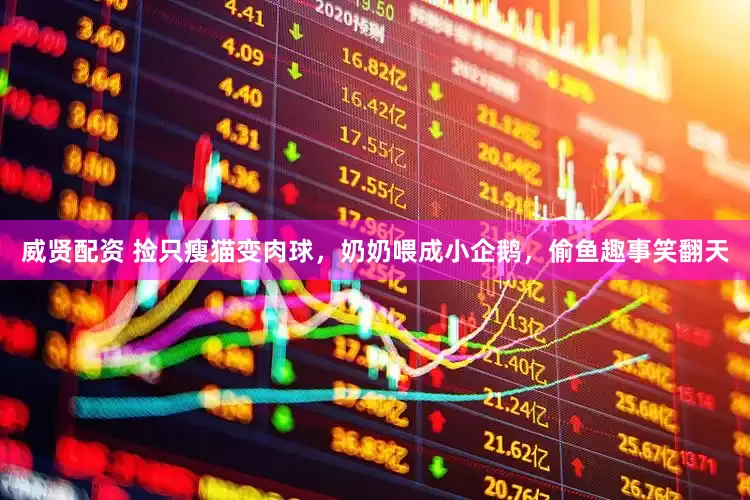 威贤配资 捡只瘦猫变肉球，奶奶喂成小企鹅，偷鱼趣事笑翻天